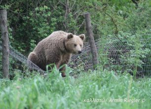 Απομάκρυναν και φέτος την αρκούδα από το Τσοτύλι Κοζάνης